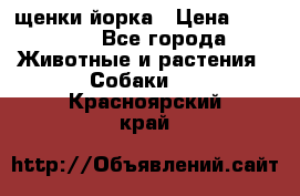 щенки йорка › Цена ­ 15 000 - Все города Животные и растения » Собаки   . Красноярский край